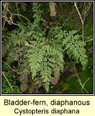 bladder-fern,diaphanous