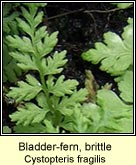 bladder-fern, brittle