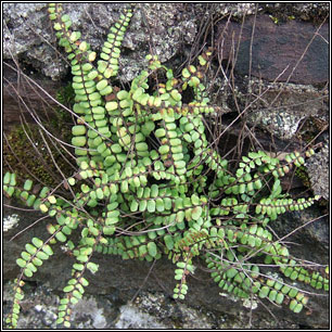 Maidenhair Spleenwort, Asplenium trichomanes