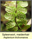 spleenwort,maidenhair