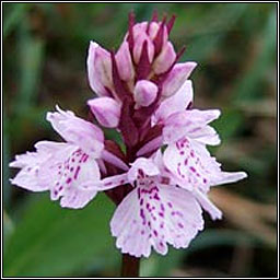 Heath Spotted-orchid, Dactylorhiza maculata, Na circn