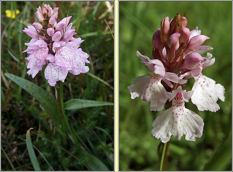 Heath Spotted-orchid, Dactylorhiza maculata, Na circn