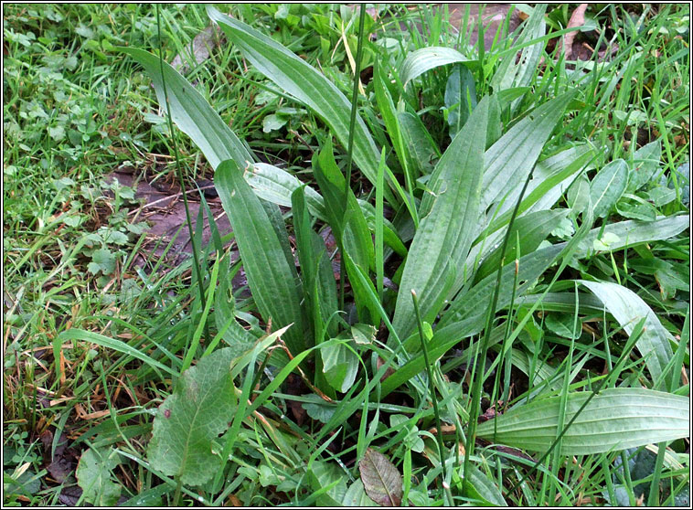 Ribwort Plantain, Plantago lanceolata, Slnus