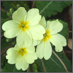 Primrose, Primula vulgaris, Sabhaircn