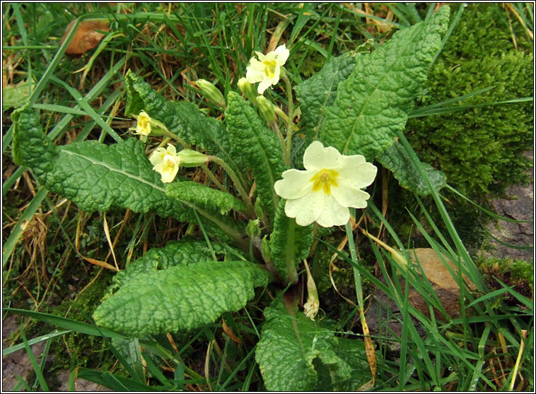 Primrose, Primula vulgaris, Sabhaircn