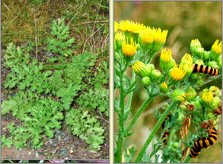 Ragwort, Jacobaea vulgaris, Buachaln bu