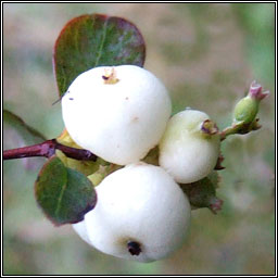 Snowberry, Symphoricarpos albus, Pirn sneachta