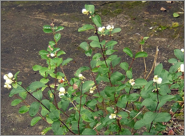 Snowberry, Symphoricarpos albus, Pirn sneachta