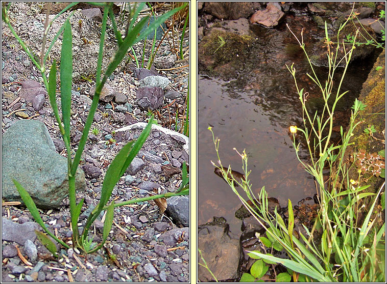 Lesser Spearwort, Ranunculus flammula, Lasair lana