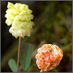 Hop Trefoil, Trifolium campestre, Seamair dhuimhche