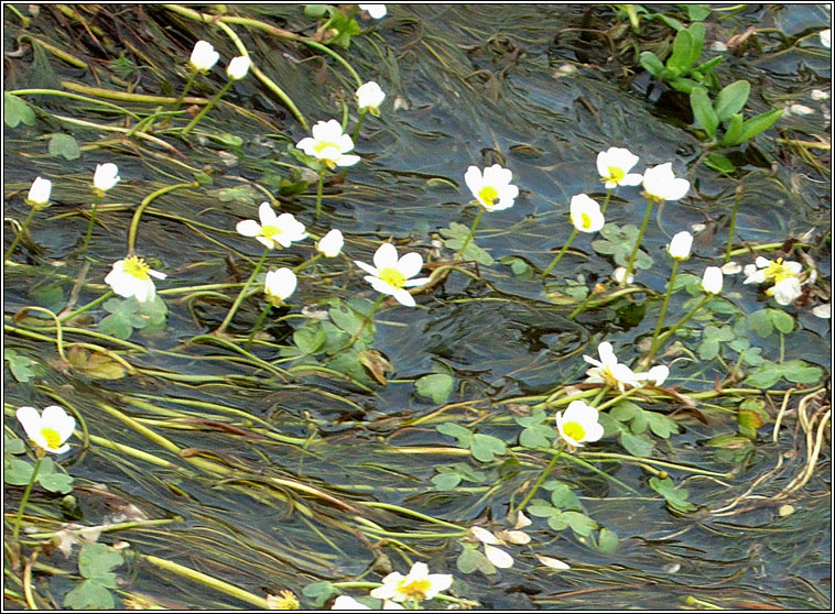 Water-crowfoots, Ranunculus subgenus Batrachium