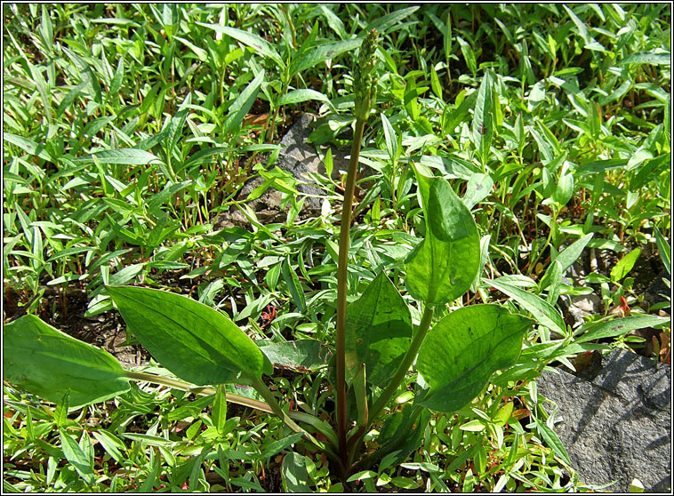 Common Water-plantain, Alisma plantago-aquatica, Corrchopog