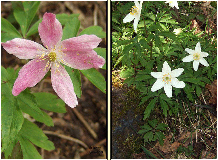 Wood Anemone, Anemone nemorosa