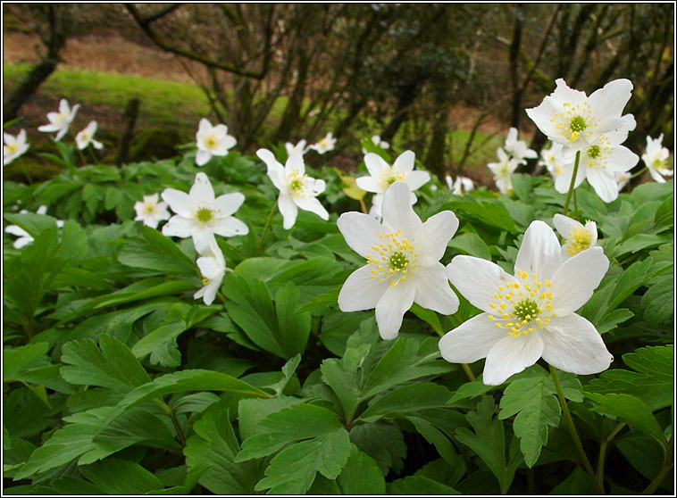 Wood Anemone, Anemone nemorosa