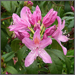 Rhododendron, Rhododendron ponticum, Rslabhras