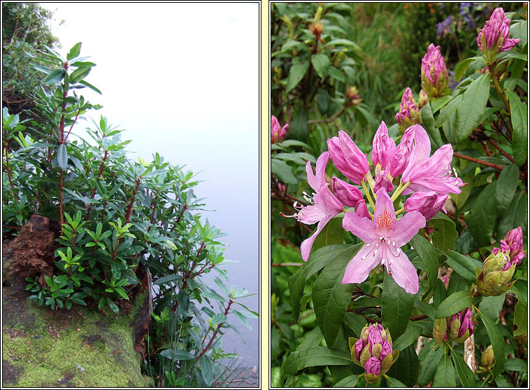 Rhododendron, Rhododendron ponticum, Rslabhras