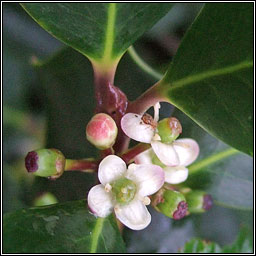 Holly, Ilex aquifolium, Cuilleann