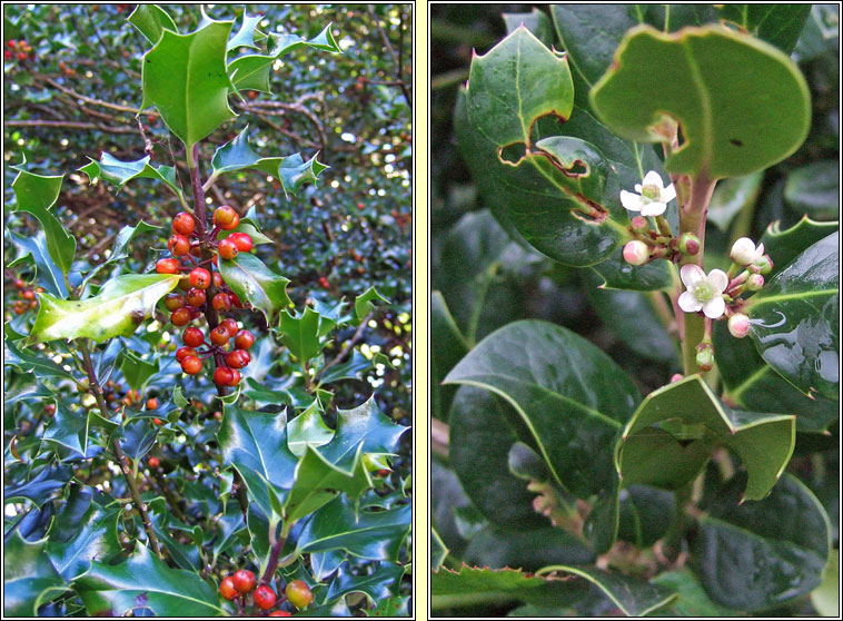 Holly, Ilex aquifolium, Cuilleann