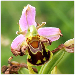 Bee Orchid, Ophrys apifera, Magairln na mbeach