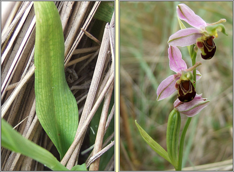Bee Orchid, Ophrys apifera, Magairln na mbeach
