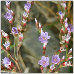 Lax-flowered Sea-lavender, Limonium humile, Lus liath na mara