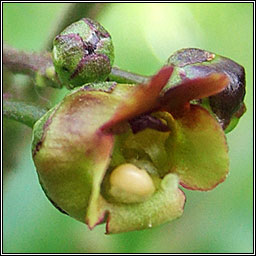 Figwort, Scrophularia nodosa, Donnlus
