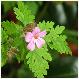 Herb-robert, Geranium robertianum, Ruithal r