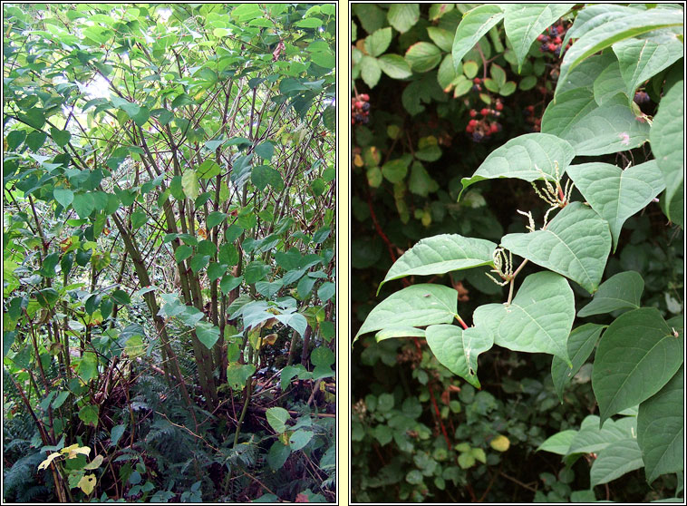 Japanese Knotweed, Reynoutria japonica, Glineach bhiorach