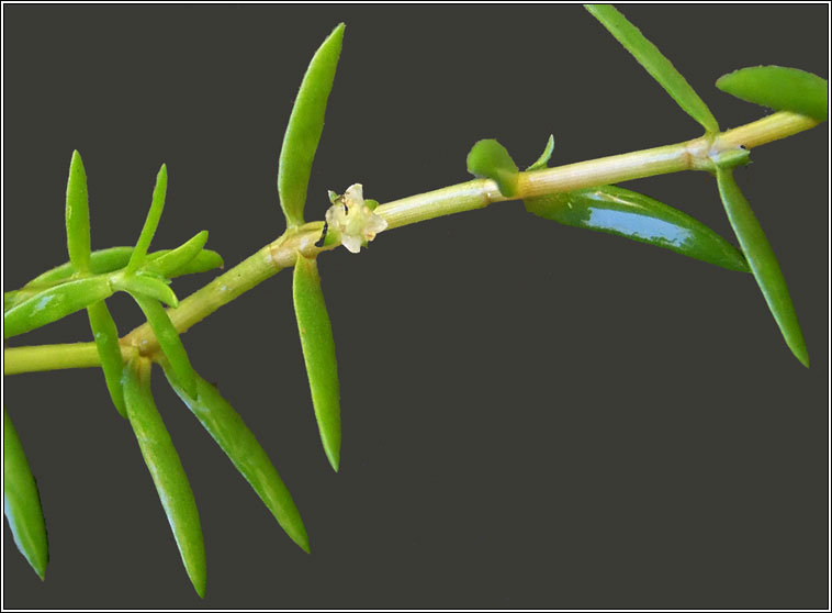New Zealand Pigmyweed, Crassula helmsii, Crasal Nua-Shalannach