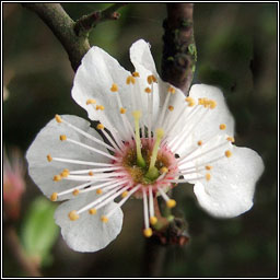 Cherry Plum, Prunus cerasifera, Phraiseach bhu