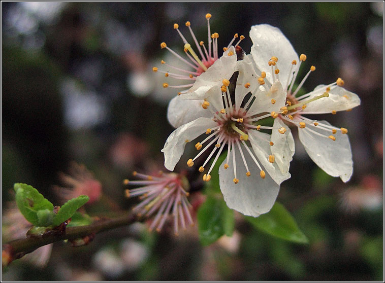 Cherry Plum, Prunus cerasifera, Phraiseach bhu