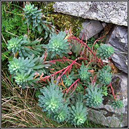 Portland Spurge, Euphorbia portlandica, Spuirse ghainimh