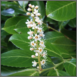 Laurel, Prunus laurocerasus, Labhras siln