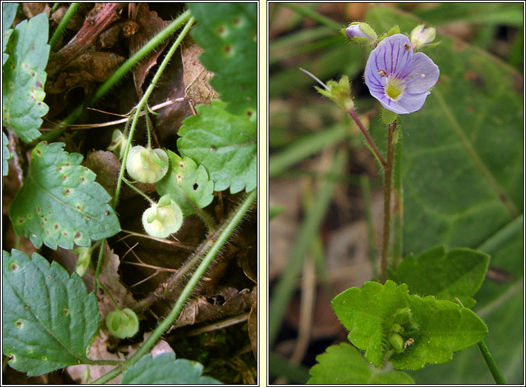 Wood Speedwell, Veronica montana, Lus cre coille