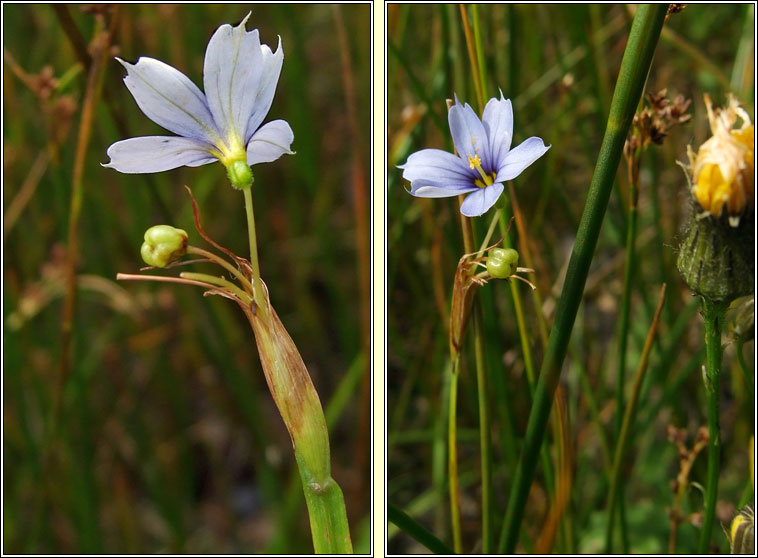 Blue-eyed-grass, Sisyrinchium bermudiana, Feilistrín gorm