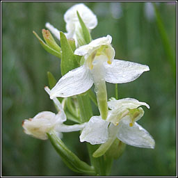 Greater Butterfly-orchid, Platanthera chlorantha, Magairln mr anfhileacin
