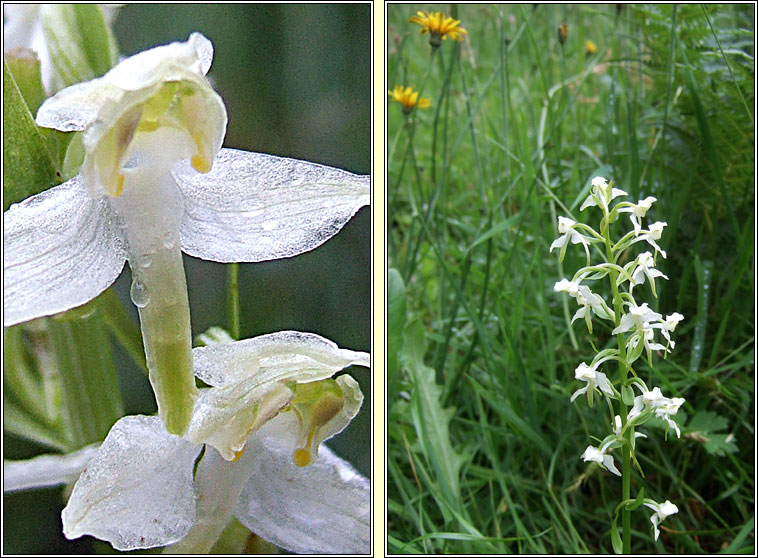 Greater Butterfly-orchid, Platanthera chlorantha, Magairln mr anfhileacin