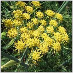 Irish Wildflowers - Fennel, Foeniculum vulgare, Finéal