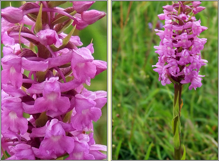 Marsh Fragrant Orchid, Gymnadenia densiflora, Lus taghla corraigh