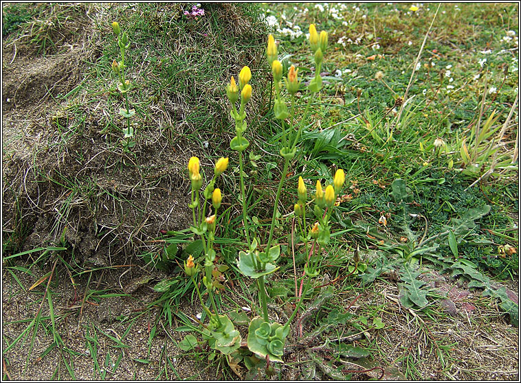 Yellow-wort, Blackstonia perfoliata, Drimire bu