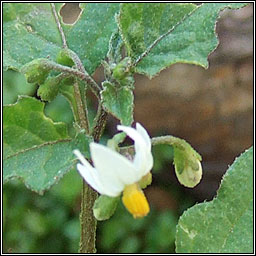 Black Nightshade, Solanum nigrum, Fuath dubh