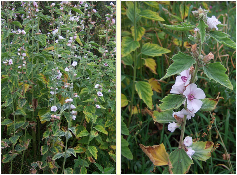 Marsh Mallow, Althaea officinalis, Leamhach