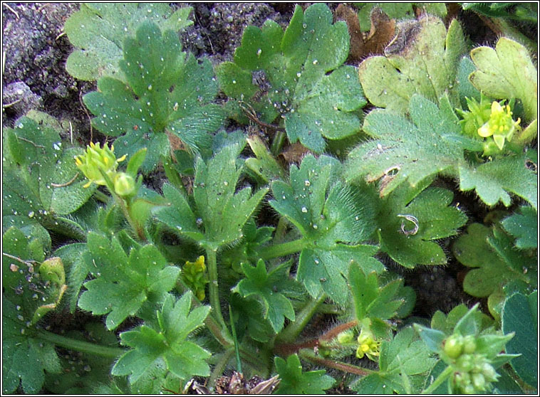 Small-flowered Buttercup, Ranunculus parviflorus, Fearbn beag