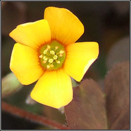 Purple-leaved Yellow-sorrel, Oxalis corniculata var atropurpurea