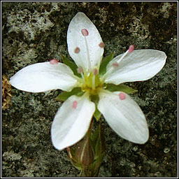 Spring Sandwort, Sabulina verna, Gaineamhlus earraigh