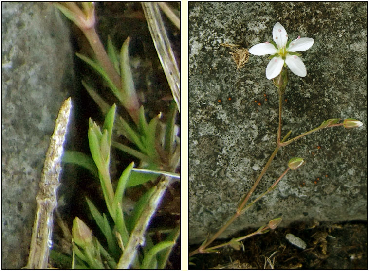 Spring Sandwort, Minuartia verna, Gaineamhlus earraigh