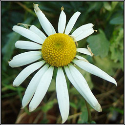 Shasta Daisy, Leucanthemum x superbum