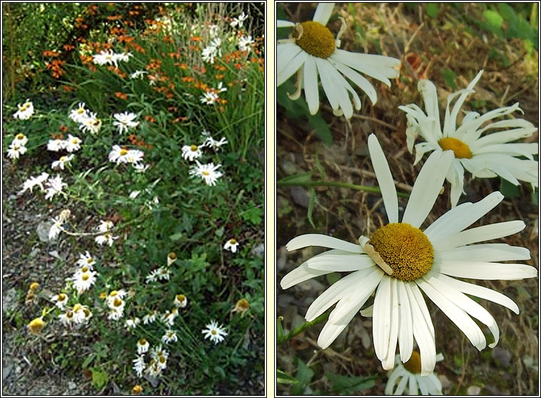 Shasta Daisy, Leucanthemum x superbum