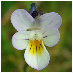 Hybrid Pansy, Viola x contempta, Viola arvensis x tricolor