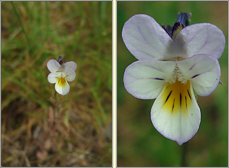 Hybrid Pansy, Viola x contempta, Viola arvensis x tricolor